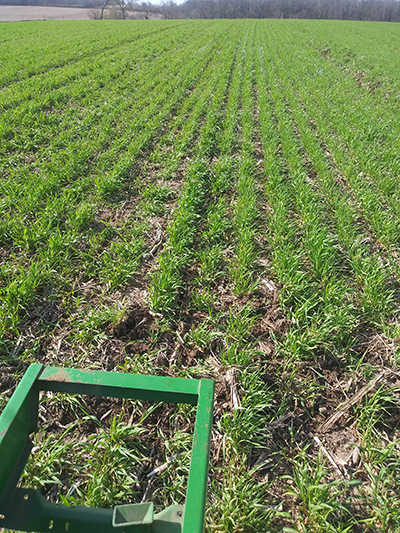 soybeans into rye cover crop